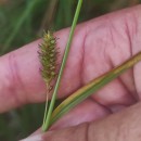 Carex laevigata Sm.Carex laevigata Sm.