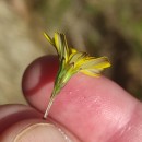Leontodon saxatilis Lam.Leontodon saxatilis Lam.