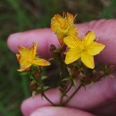 Hypericum undulatum Schousb. ex Willd.Hypericum undulatum Schousb. ex Willd.