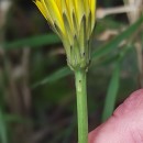 Hypochaeris radicata L.Hypochaeris radicata L.