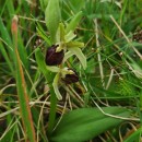 Ophrys sphegodes Mill.Ophrys sphegodes Mill.