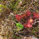 Drosera rotundifolia L.Drosera rotundifolia L.