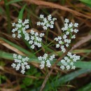 Conopodium majus (Gouan) Loret subsp. marizianum (Samp.) López Udias & MateoConopodium majus (Gouan) Loret subsp. marizianum (Samp.) López Udias & Mateo