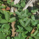 Potentilla montana Brot.Potentilla montana Brot.