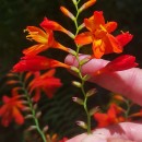 Crocosmia × crocosmiiflora (Lemoine) N.E.Br.Crocosmia × crocosmiiflora (Lemoine) N.E.Br.