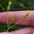 Senecio lividus L.Senecio lividus L.