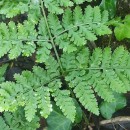 Dryopteris dilatata (Hoffm.) A. GrayDryopteris dilatata (Hoffm.) A. Gray