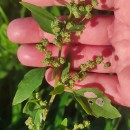 Chenopodium album L.Chenopodium album L.