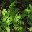 Quercus pyrenaica Willd.Quercus pyrenaica Willd.