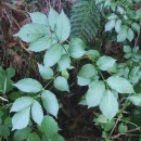 Sambucus nigra L.Sambucus nigra L.