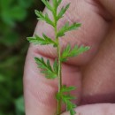 Erodium cicutarium (L.) L'Hér. ex Ait.Erodium cicutarium (L.) L'Hér. ex Ait.