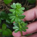Galium mollugo L.Galium mollugo L.