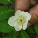 Anemone nemorosa L.Anemone nemorosa L.