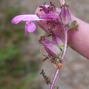 Pedicularis sylvatica L. subsp. lusitanica (Hoffmanns. & Link) Cout.Pedicularis sylvatica L. subsp. lusitanica (Hoffmanns. & Link) Cout.