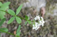 Galium broterianum Boiss. & Reut.Galium broterianum Boiss. & Reut.