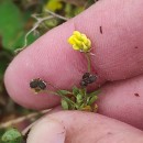 Medicago lupulina L.Medicago lupulina L.