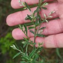 Genista florida L.Genista florida L.