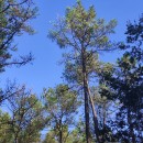 Pinus pinaster AitonPinus pinaster Aiton