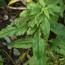Eupatorium cannabinum  L.Eupatorium cannabinum L.