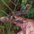Cytisus scoparius (L.) LinkCytisus scoparius (L.) Link