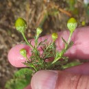 Matricaria discoidea DC.Matricaria discoidea DC.