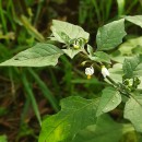 Solanum nigrum L.Solanum nigrum L.