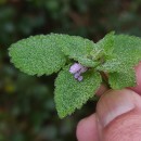 Lamium purpureum L.Lamium purpureum L.