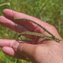 Paspalum dilatatum Poir.Paspalum dilatatum Poir.