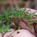 Thymus caespititius Brot.Thymus caespititius Brot.