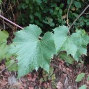 Vitis riparia Michx.Vitis riparia Michx.