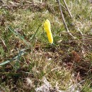 Narcissus cyclamineus DC.Narcissus cyclamineus DC.