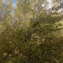 Populus x canadensis MoenchPopulus x canadensis Moench
