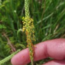 Plantago maritima L. subsp. serpentina (All.) Arcang.Plantago maritima L. subsp. serpentina (All.) Arcang.
