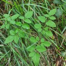 Angelica sylvestris L.Angelica sylvestris L.