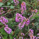 Erica cinerea L.Erica cinerea L.