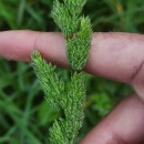 Dactylis glomerata LDactylis glomerata L