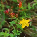 Hypericum undulatum Schousb. ex Willd.Hypericum undulatum Schousb. ex Willd.