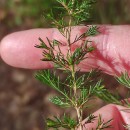 Erica arborea L.Erica arborea L.