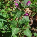 Lamium maculatum L.Lamium maculatum L.