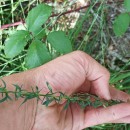 Genista berberidea LangeGenista berberidea Lange