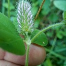 Trifolium ligusticum Balb. ex Loisel.Trifolium ligusticum Balb. ex Loisel.