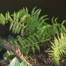 Athyrium filix-femina (L.) RothAthyrium filix-femina (L.) Roth