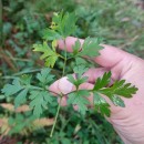 Physospermum cornubiense (L.) DC.Physospermum cornubiense (L.) DC.