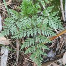 Davallia canariensis (L.) Sm.Davallia canariensis (L.) Sm.