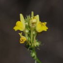 Linaria saxatilis (L.) Chaz.Linaria saxatilis (L.) Chaz.
