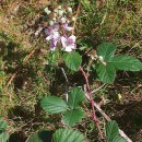 Rubus lainzii H.E. WeberRubus lainzii H.E. Weber