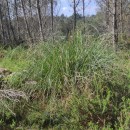 Cortaderia selloana (Schult. & Schult. fil) Asch. & Graebn.Cortaderia selloana (Schult. & Schult. fil) Asch. & Graebn.