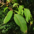 Juglans regia L.Juglans regia L.