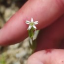 Stellaria alsine GrimmStellaria alsine Grimm