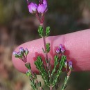 Erica umbellata L.Erica umbellata L.